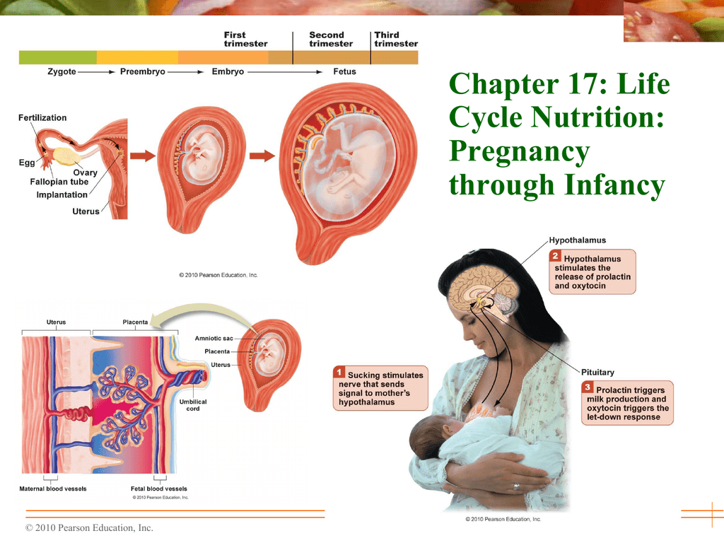 Life cycle case study pregnancy image