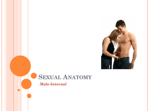 S A EXUAL NATOMY