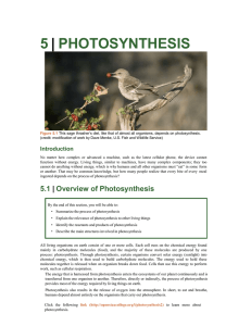 5 PHOTOSYNTHESIS |