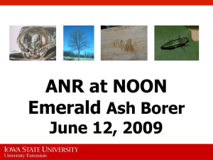 ANR at NOON Emerald Ash Borer June 12, 2009