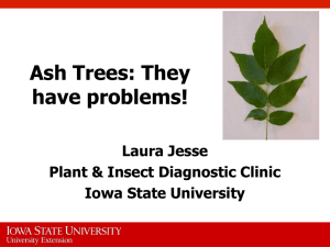 Ash Trees: They have problems! Laura Jesse Plant &amp; Insect Diagnostic Clinic
