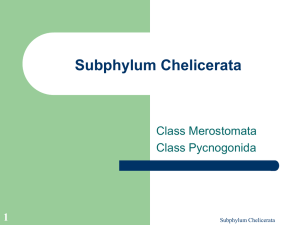 Subphylum Chelicerata Class Merostomata Class Pycnogonida 1