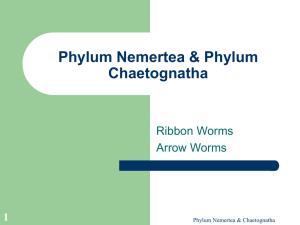 Phylum Nemertea &amp; Phylum Chaetognatha Ribbon Worms Arrow Worms