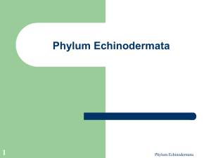 Phylum Echinodermata 1