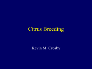 Citrus Breeding Kevin M. Crosby