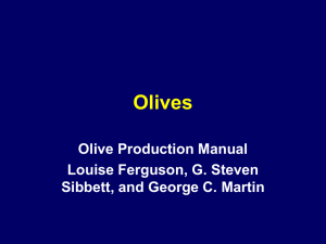 Olives Olive Production Manual Louise Ferguson, G. Steven Sibbett, and George C. Martin