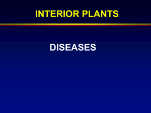 DISEASES INTERIOR PLANTS