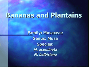 Bananas and Plantains Family: Musaceae Genus: Musa Species:
