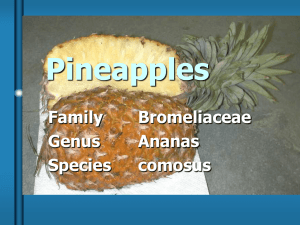 Pineapples Family Bromeliaceae Genus