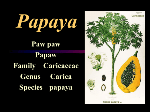 Papaya Paw paw Papaw Family  Caricaceae