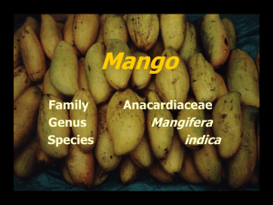 Mango Mangifera indica Family
