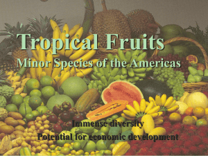 Tropical Fruits Minor Species of the Americas Immense diversity Potential for economic development