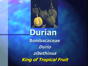 Durian Durio zibethinus King of Tropical Fruit