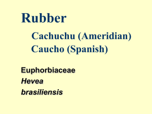 Rubber Cachuchu (Ameridian) Caucho (Spanish) Euphorbiaceae