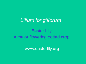 Lilium longiflorum Easter Lily A major flowering potted crop www.easterlily.org