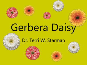 Gerbera Daisy Dr. Terri W. Starman
