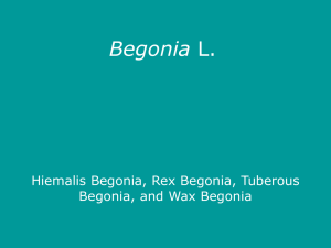 Begonia Hiemalis Begonia, Rex Begonia, Tuberous Begonia, and Wax Begonia