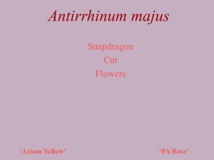 Antirrhinum majus Snapdragon Cut Flowers
