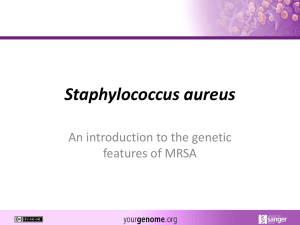Staphylococcus aureus An introduction to the genetic features of MRSA