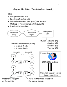 Chapter 11:  DNA:  The Molecule of Heredity  DNA Deoxyribonucleic acid