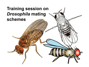 Training session on schemes Drosophila