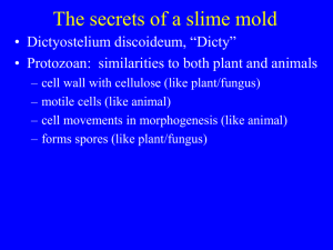 The secrets of a slime mold • Dictyostelium discoideum, “Dicty”