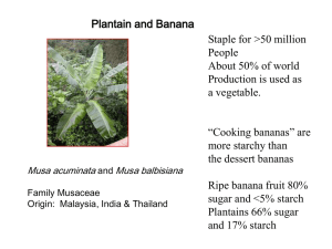 Plantain and Banana Staple for &gt;50 million People About 50% of world