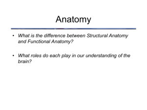 Anatomy What is the difference between Structural Anatomy and Functional Anatomy?