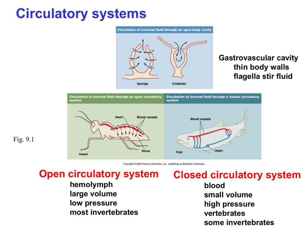 circulatory-systems-open-circulatory-system-closed-circulatory-system