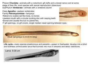—animals with a notochord, gill clefts and a dorsal nerve... Chordata stage of their life, most species with sexual reproduction (dioecious)