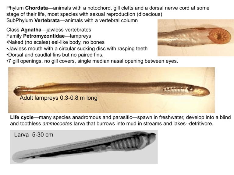animals with a notochord, gill clefts and a dorsal nerve... Chordata stage  of their life, most species with sexual reproduction (dioecious)