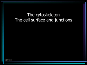 The cytoskeleton The cell surface and junctions 7/17/2016