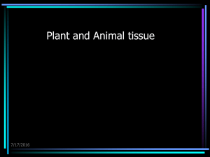 Plant and Animal tissue 7/17/2016