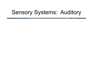 Sensory Systems:  Auditory