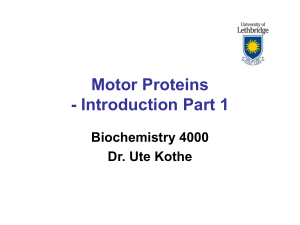 Motor Proteins - Introduction Part 1 Biochemistry 4000 Dr. Ute Kothe
