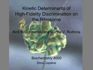 Kinetic Determinants of High-Fidelity Discrimination on the Ribosome