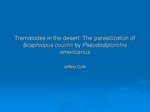 Trematodes in the desert: The parasitization of Scaphiopus couchii americanus Jeffery Cote