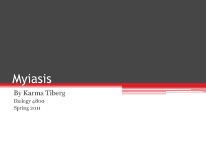Myiasis By Karma Tiberg Biology 4800 Spring 2011