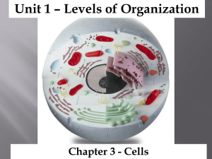 Unit 1 – Levels of Organization Chapter 3 - Cells