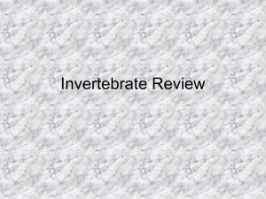 Invertebrate Review