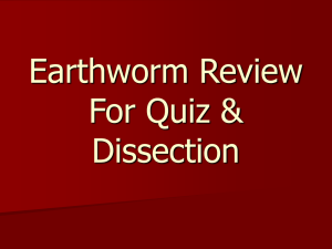 Earthworm Review For Quiz &amp; Dissection
