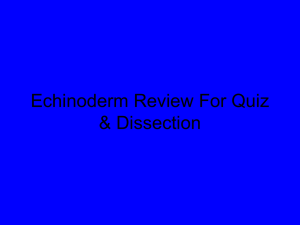 Echinoderm Review For Quiz &amp; Dissection