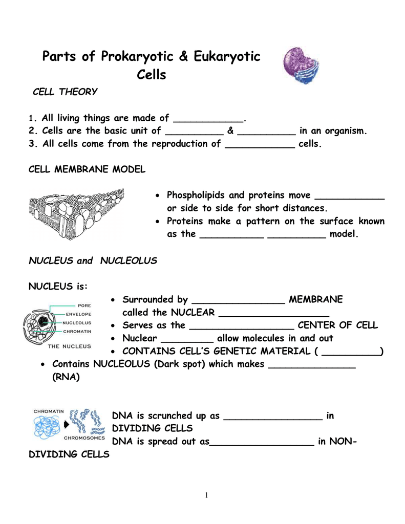 Parts of Prokaryotic &amp; Eukaryotic Cells Pertaining To Prokaryotic And Eukaryotic Cells Worksheet