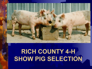 RICH COUNTY 4-H SHOW PIG SELECTION