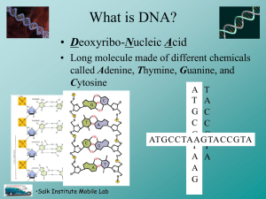 What is DNA? D • Long molecule made of different chemicals A