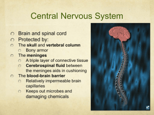 Central Nervous System Brain and spinal cord Protected by: