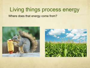 Living things process energy Where does that energy come from?