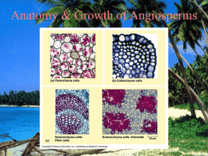 Anatomy &amp; Growth of Angiosperms