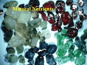 Mineral Nutrients