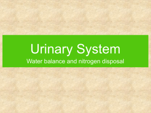 Urinary System Water balance and nitrogen disposal